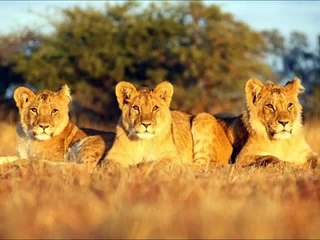 SAVE MANA POOLS NATIONAL PARK. NO TO EXPLOITATION.