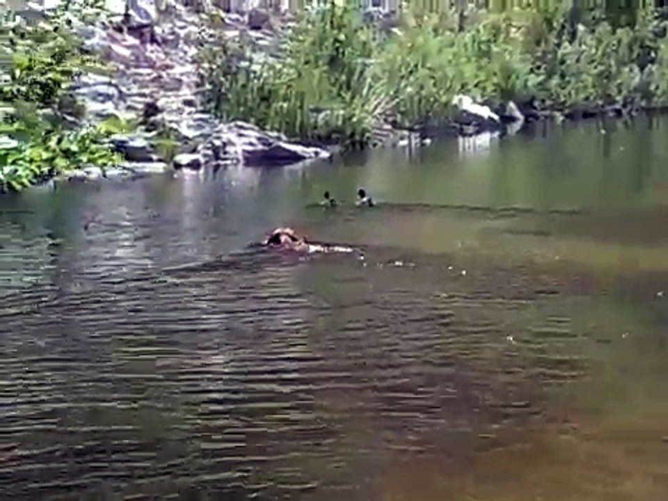 Vizsla and ducks