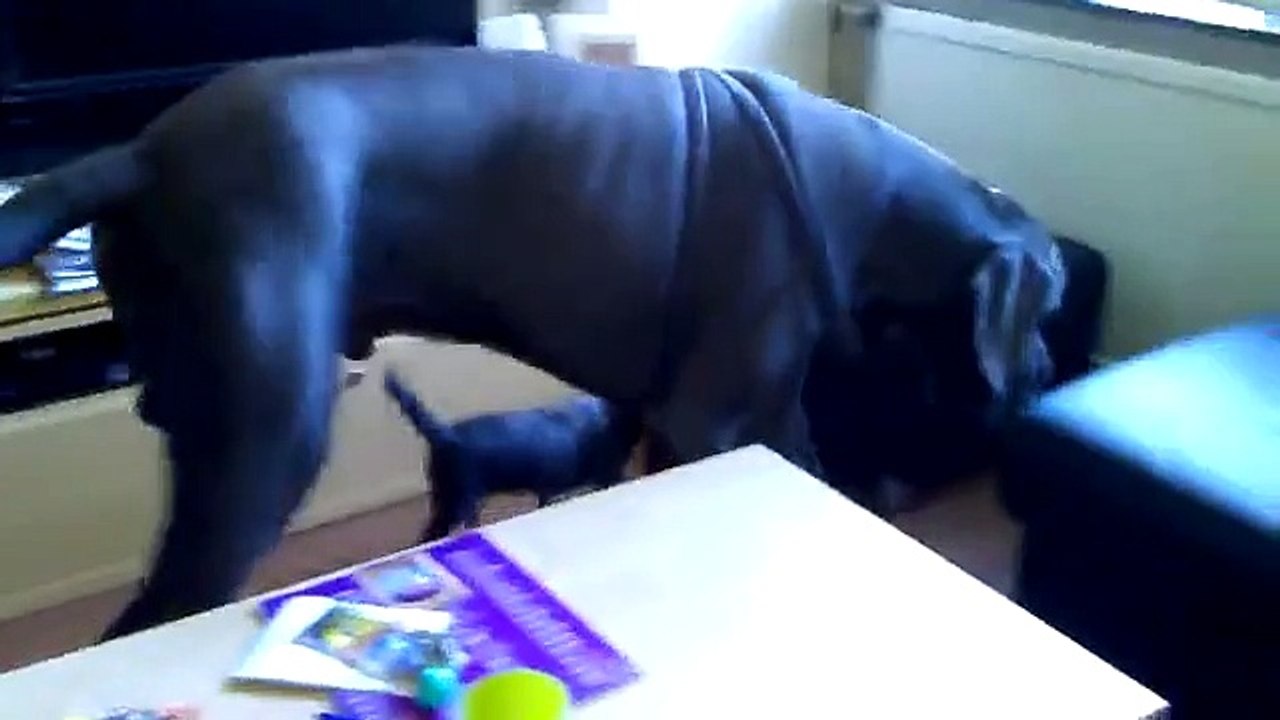 Border terrier Brutus en deense dog Muis. :-D