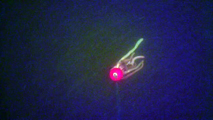 Peche au Silure aux vers Water Wolf HD Underwater Camera - Meuse Belgique 24.07.2015