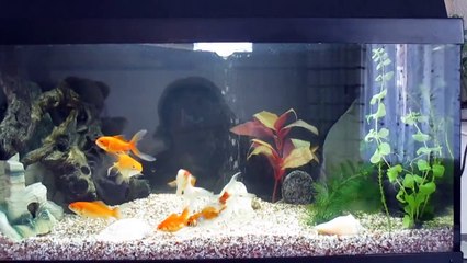 Goldfisch-Aquarium - schön und einfach