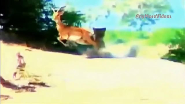 бои диких животных