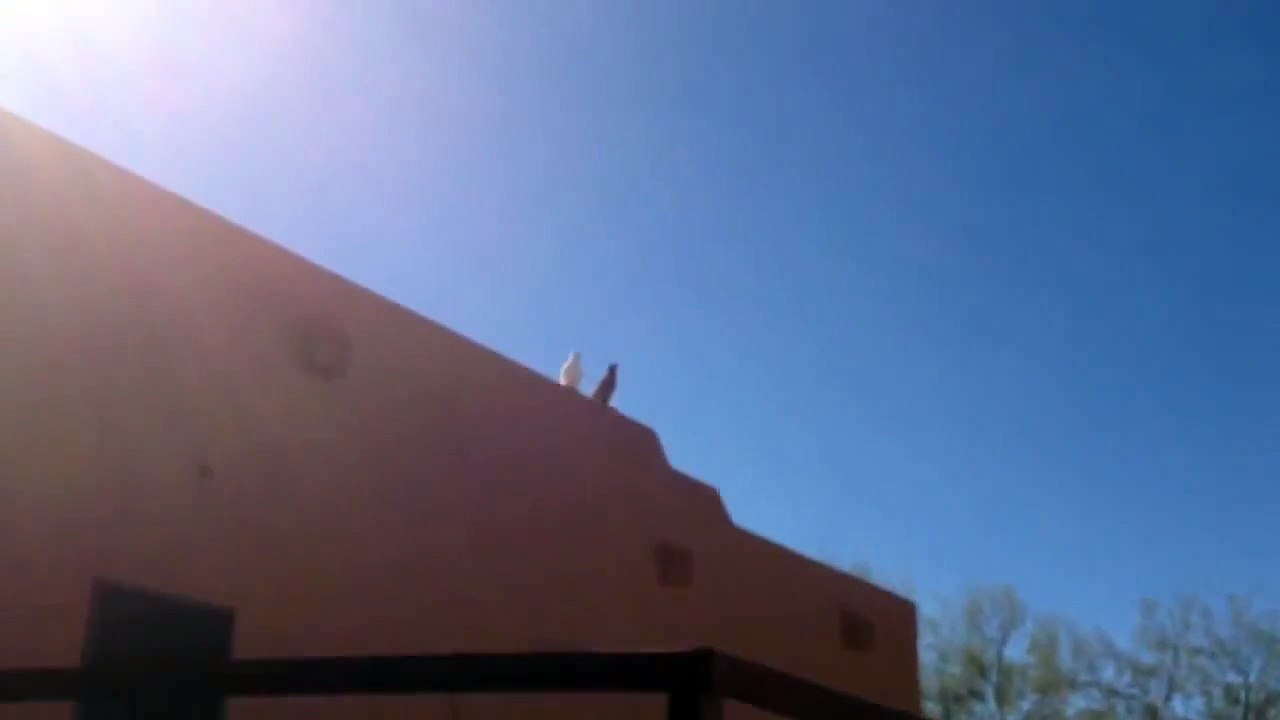 Tumbler hens flying