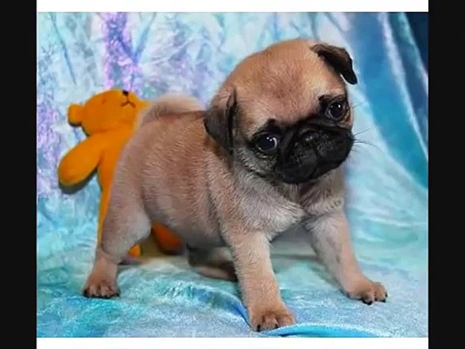 cool and funny animals