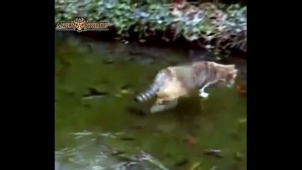 Best,Funny Animals Having Problems on ice Compilation