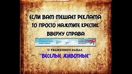 Смешно коты Крутые танцы     Funny animals