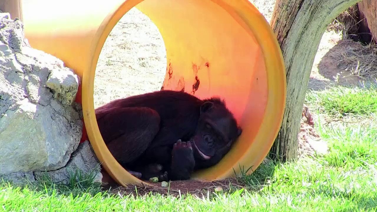 Krise bedroht Tiere im Athener Zoo