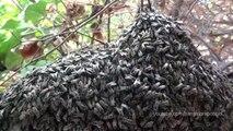 Dwarfs on our Roof - Apis Florea - Indian Wild Dwarf Honey Bees