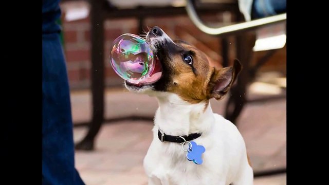 Смешное видео! Приколы про собак