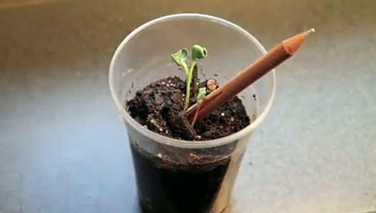 What If a Pencil Could Grow Up, A Creative Video