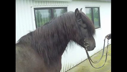 Máni frá þorlákshöfn