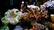 Nano Reef Update 7 - Day 121