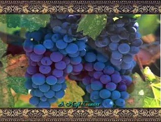 TRT THM KORO *Bağında Üzüm Galdı*