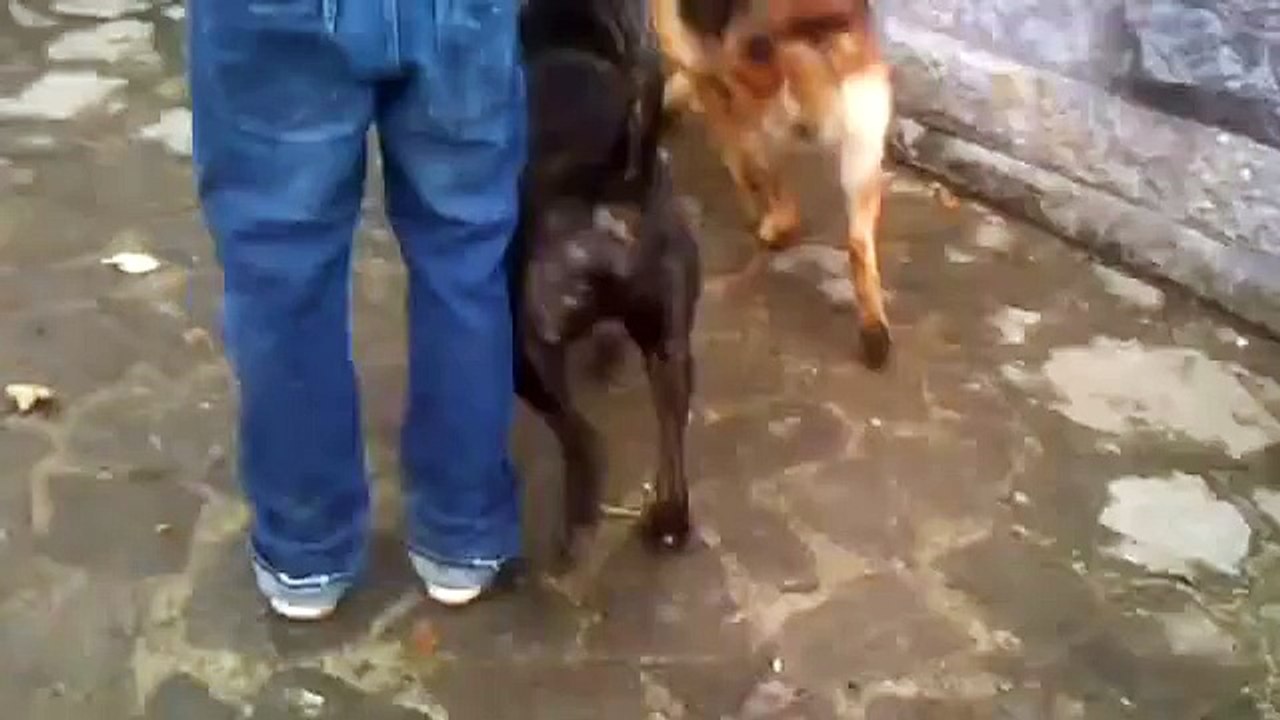 presa canario i pastor aleman