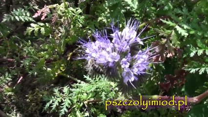 Pszczoły na facelii HD- www.pszczolyimiod.pl