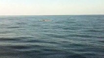 Balenottera Comune - Tirreno Whale 2011