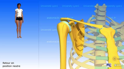 Les mouvements de la scapula