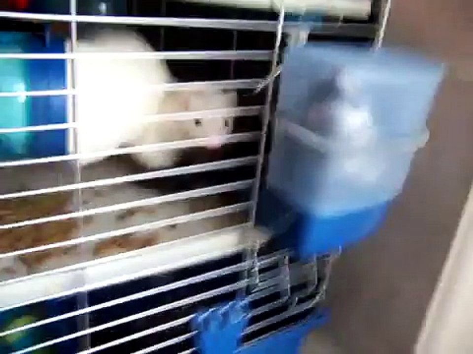 Savannah Escaping Her Cage
