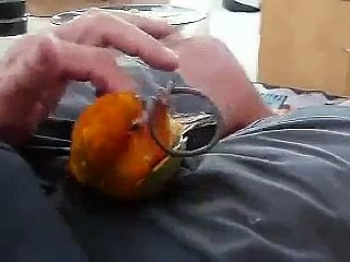 Sun Conure Found My Elastic Band