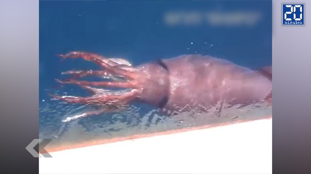 Un calmar colossal vu par des pêcheurs ! - Le Rewind du vendredi 24 juillet
