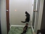 Kittens Vs. Laser Pointer - Kung Fu Kitties