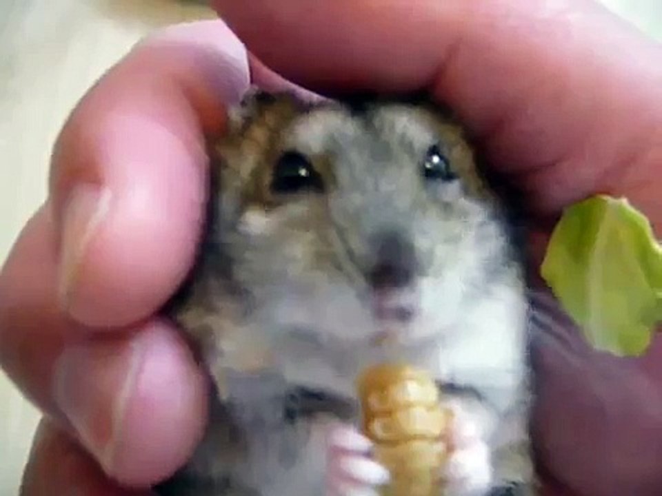 ﾊﾑｽﾀｰ・生き餌の踊り食い。