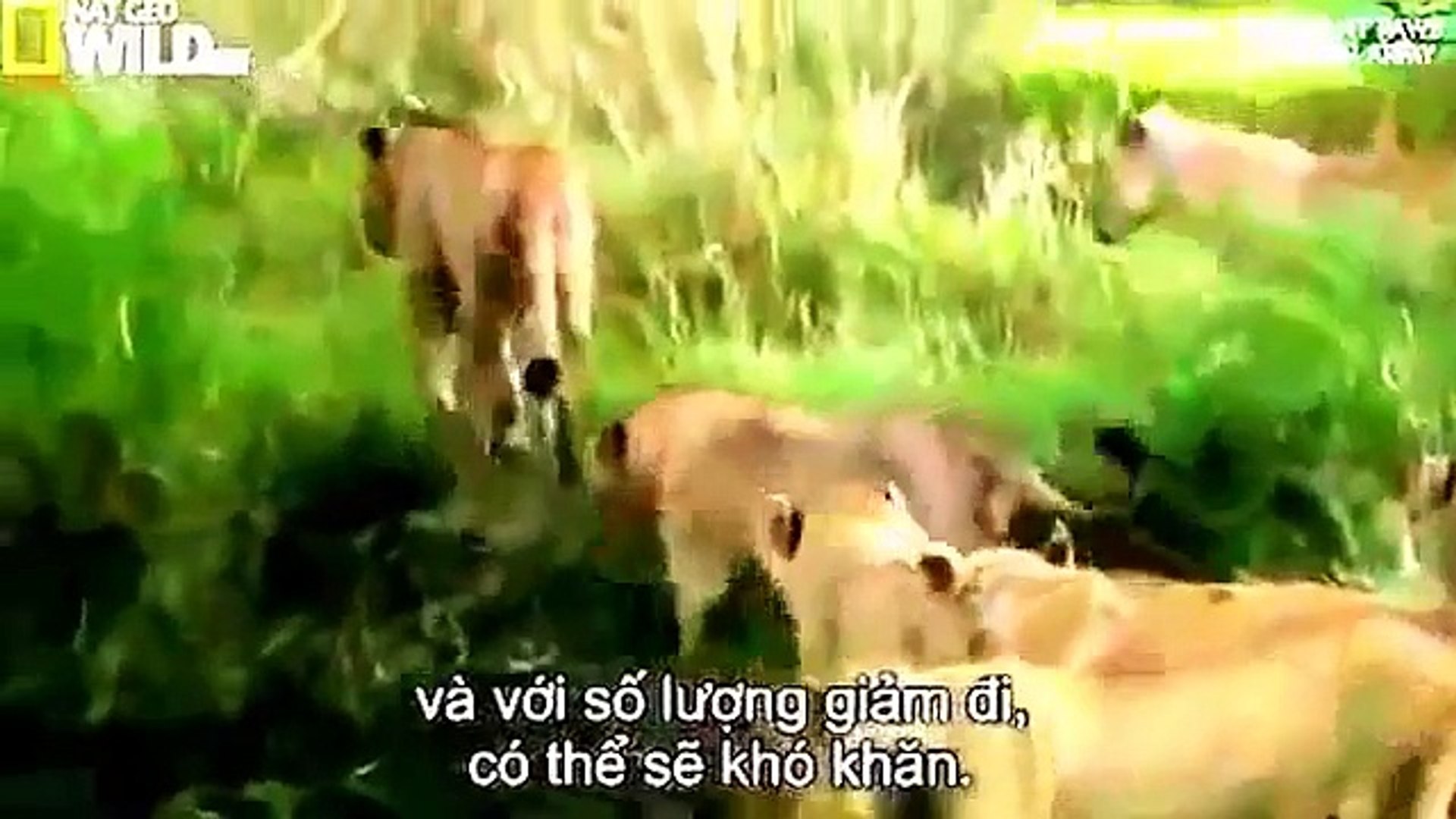 ⁣Lion Attack Zebra | Animal Planet 2015 | Wildlife Documentary | National Geographic Animal