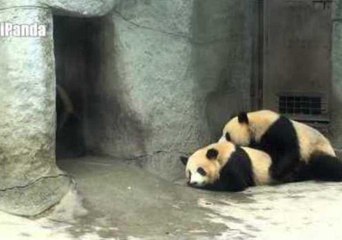 Giant Panda Uses Buddy as Pillow