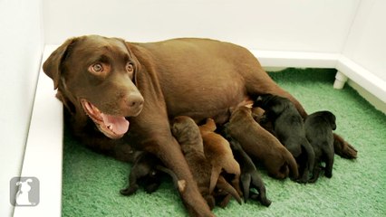 One Week Old Chocolate Lab Puppies Wiggle Like Worms