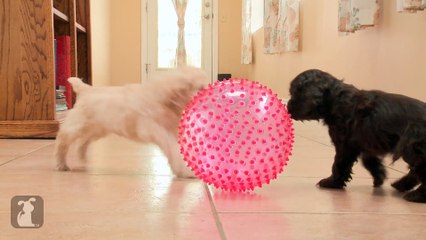 Two Cocker Spaniel Puppies Amazed By Pointy, Squeaky Ball