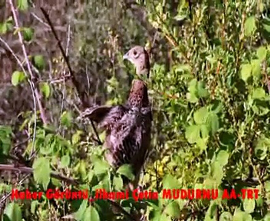 Mudurnu Göynük Seben keklik dağıtımı