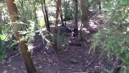 Australian Wildlife: the giant Emu