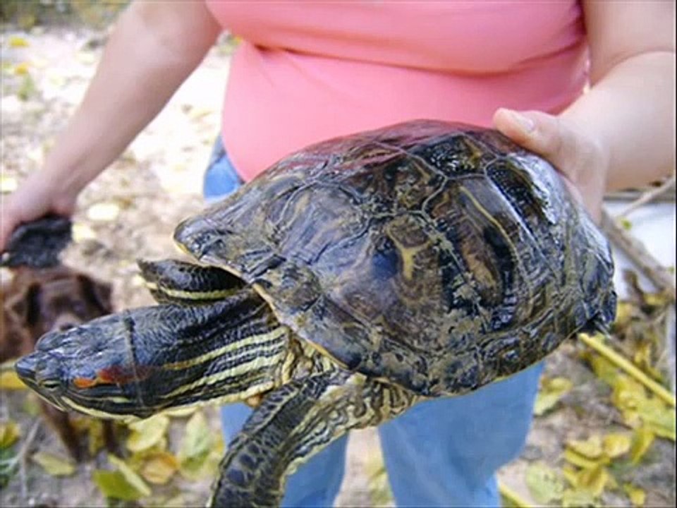 ESPECIES DE TORTUGAS SEMI-ACUATICAS.