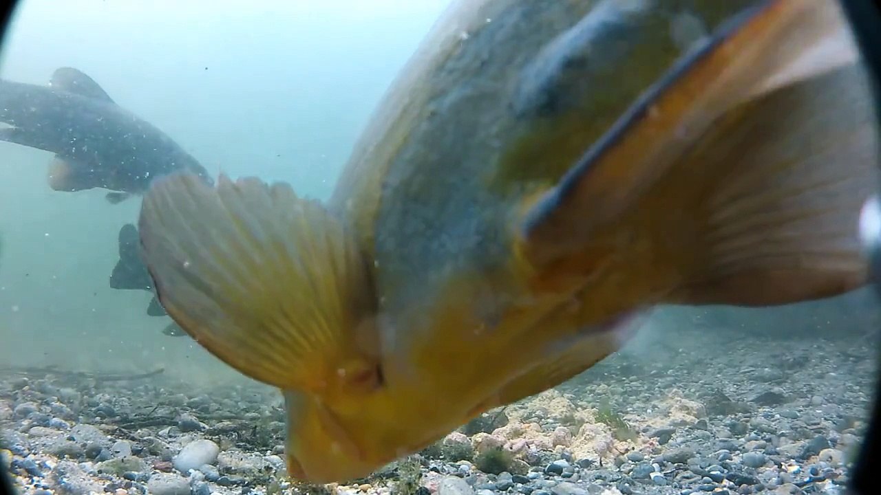 la tanche sur tapis d'amorce sur 3h30 de film, tanche a gogo, bamboulé