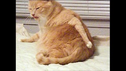 Fat Cat Scratches Butt