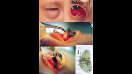 Binatang Binatang Ini di Luar Batas Kewajaran   Menakjubkan