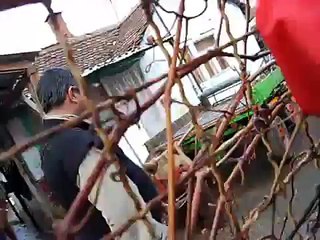 DANCING BEARS IN SERBIA