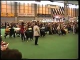 Crufts 2001 Bernese Mountain Dogs Best of Breed Judging 2001