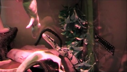 BALL PYTHON ATTACKS RAT