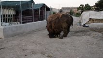 Un bisonte en un bancal de la huerta Murciana