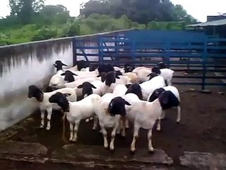 Borregos 3/4 e 7/8 Dorper a venda