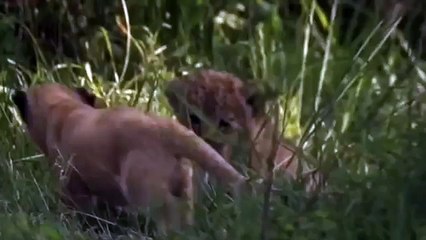 Lions Documentary  2015 || Lion's Most Dangerous Enemy || animal world 2015