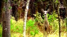 Deer Attack | Animal Planet 2015 | Wildlife Documentary | National Geographic Animals #1
