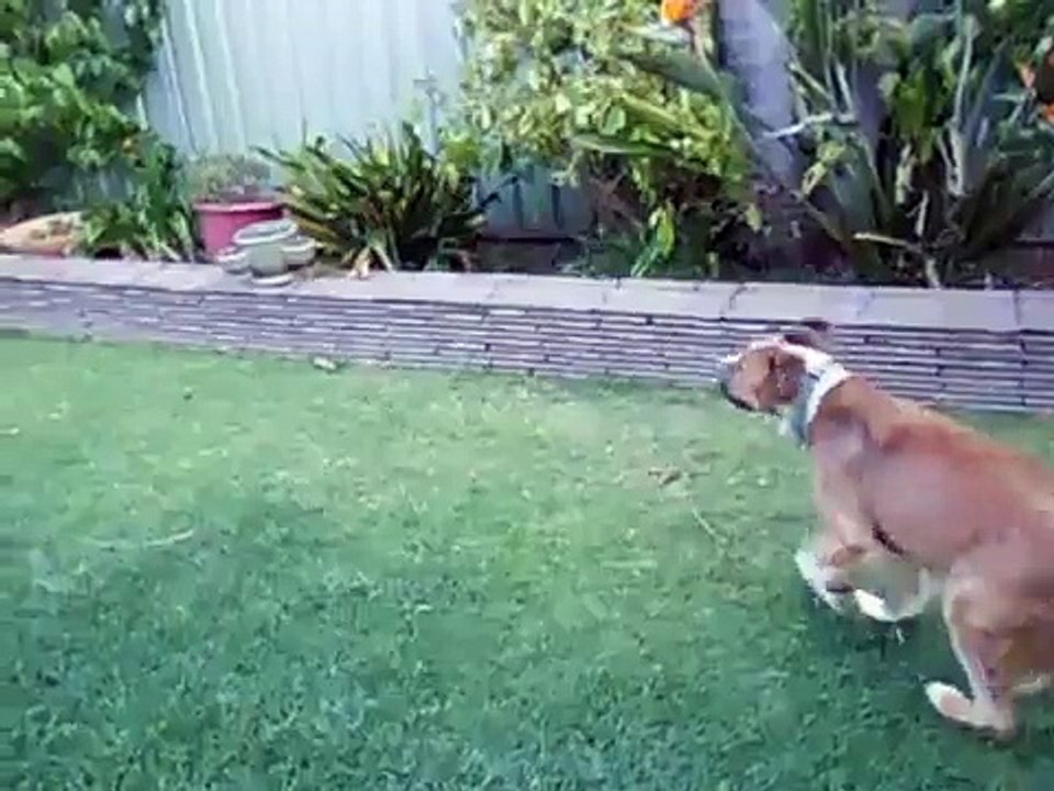 Blind Dog Myron plays fetch with tennis ball from Amina