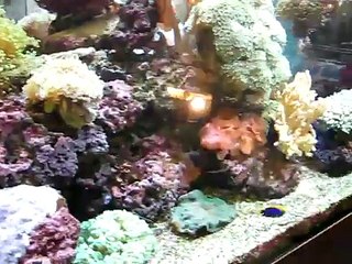 Live Coral and Marine Fish in 8ft Aquarium