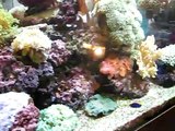 Live Coral and Marine Fish in 8ft Aquarium