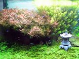 Tetra in 4 ft Planted Aquarium