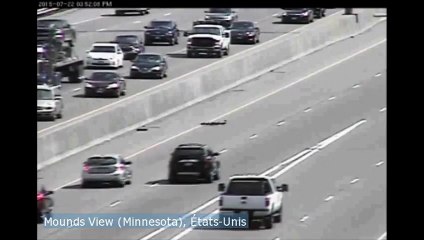 Des canards traversent miraculeusement une autoroute aux États-Unis