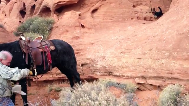 Why it is safer ON the mule, than off of it. Extreme Mules