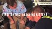 Firefighters Rescuing Kittens